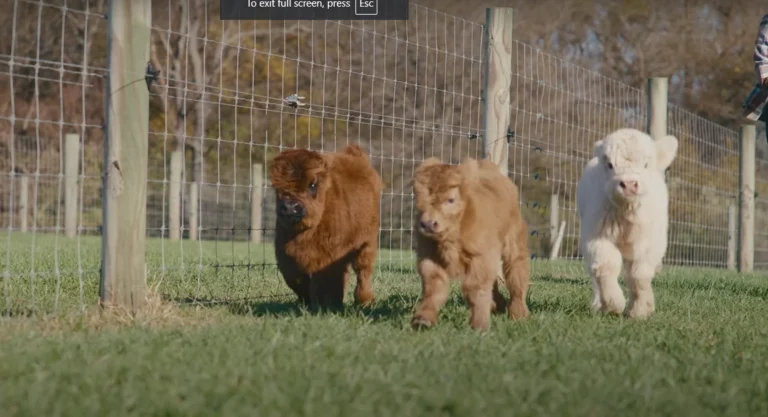 Mini Highland Cow