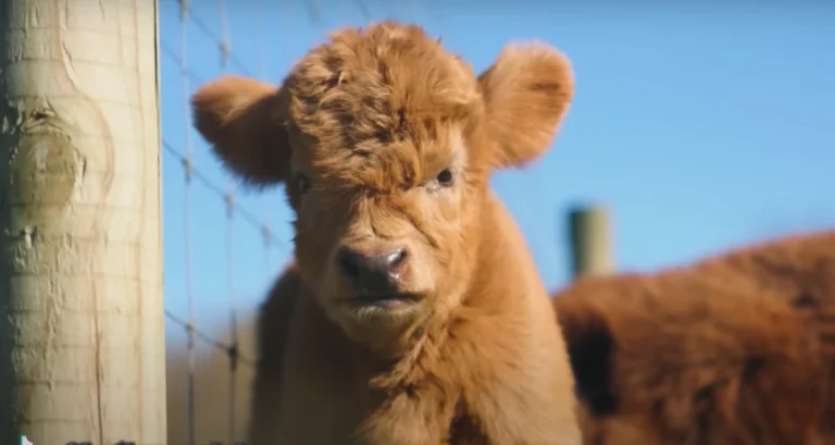 Teacup Mini Cow Magic