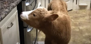 mini cow